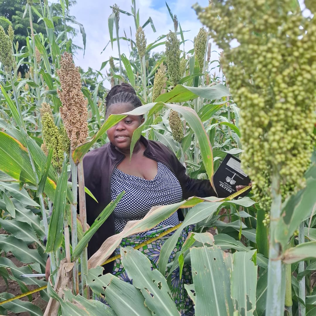 RIL field operations